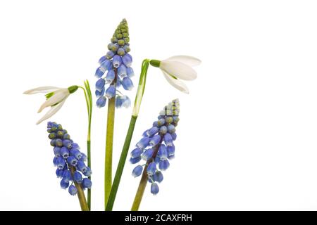 Eine Collage aus weißen Schneeglöckchen (Galanthus), armenischer Traubenhyazinthe oder Muscari armeniacum Blüten isoliert auf weißem Hintergrund Stockfoto