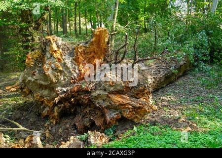 Entwurzelte Bäume. Umgestürzter Baum im Wald. Waldlandschaft. Die Wurzeln des Baumes. Alter großer Baum. Stockfoto
