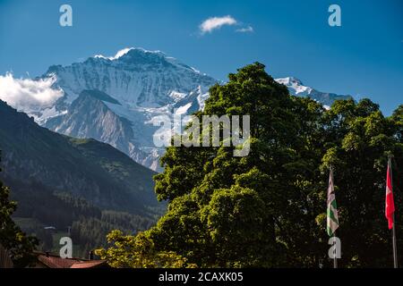 Landschaftsbild mit einigen Bäumen mit grünem Laub und der berühmten schneebedeckten Jungfrau im Hintergrund, gesehen von Wengen im Kanton Bern, SW Stockfoto