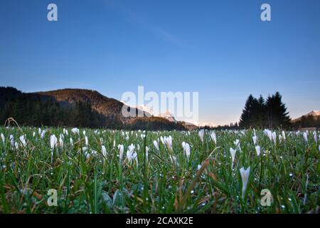 Geographie / Reisen, Deutschland, Bayern, Landschaft, Alm, Zusatz-Rights-Clearance-Info-Not-available Stockfoto