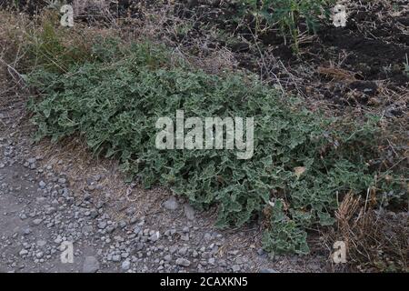 Ecballium elaterium, Squirting Gurke. Wildpflanze im Sommer erschossen. Stockfoto