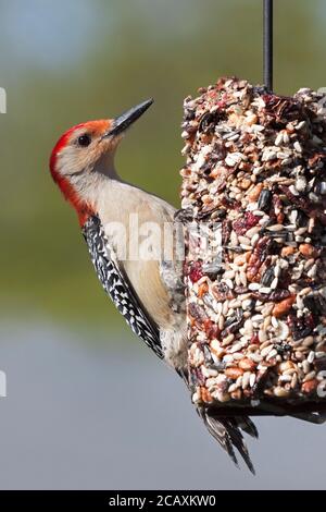 Ein Rotbauchspecht hält sich an einen Flaschenfutter, der Preiselbeeren, Saflor, Erdnüsse und Sonnenblumenkerne anpickt. Stockfoto