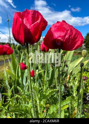 Blumen von roten Mohnblumen wachsen in Großbritannien Zuteilung Stockfoto