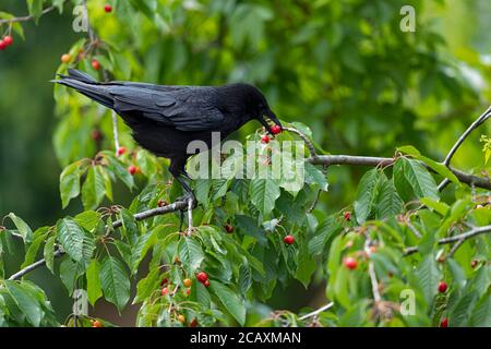 Erwachsene Kutsche Krähe in einem Kirschbaum. Stockfoto