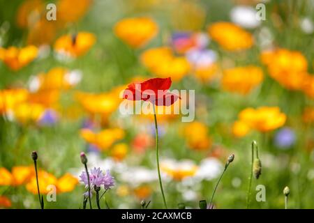 Nahaufnahme eines einzelnen roten Mohn im wilden Blumengarten Vor leuchtend gelben Blumen Hintergrund Stockfoto