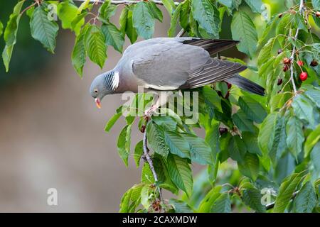 Eine ausgewachsene Waldtaube in einem Kirschbaum. Stockfoto