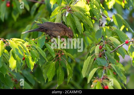 Ein juveniler eurasischer Amsel ernährt sich von roten Kirschen. Stockfoto