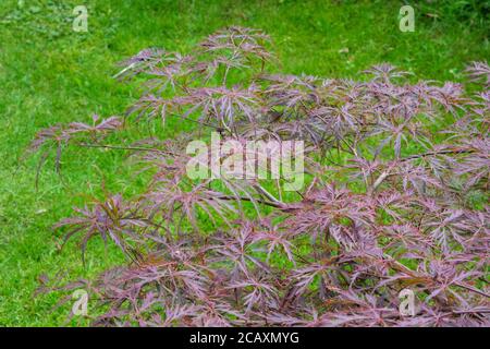 Blatt von Acer palmatum dissectum Garnet japanischer Ahorn im Sommer Stockfoto