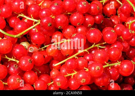 Nahaufnahme der roten Johannisbeeren nach der Ernte Stockfoto