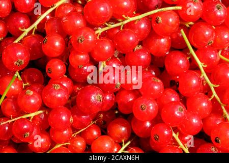 Nahaufnahme der roten Johannisbeeren nach der Ernte Stockfoto