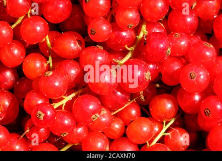 Nahaufnahme der roten Johannisbeeren nach der Ernte Stockfoto