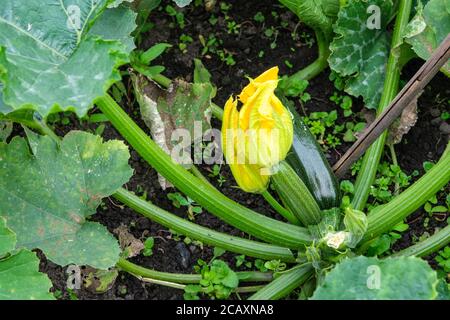 Zucchini Pflanze mit Blume und Zucchini Stockfoto