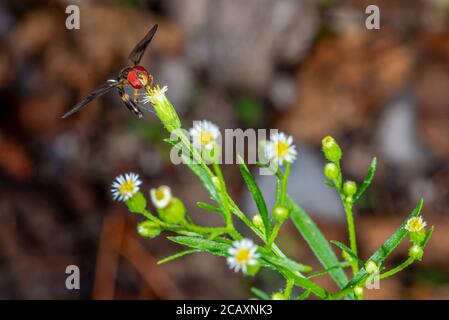Eine Ostband-geflügelte Hover-Fliege (Ocyptamus facipennis), die sich am Nektar einer Hornpflanze (Erigeron canadensis), einer Art von Fleabane, ernährt. Stockfoto