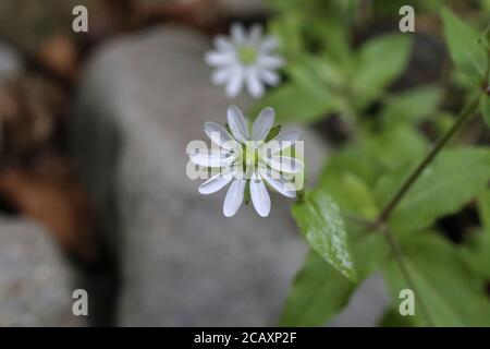 Myosoton aquaticum, Wasser-Kraut. Wildpflanze im Sommer erschossen. Stockfoto