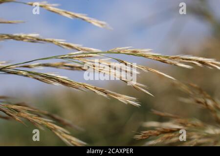 Phragmites australis, Schilfrohr. Wildpflanze im Sommer erschossen. Stockfoto