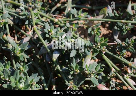 Polygonum aviculare, Knotgrass. Wildpflanze im Sommer erschossen. Stockfoto