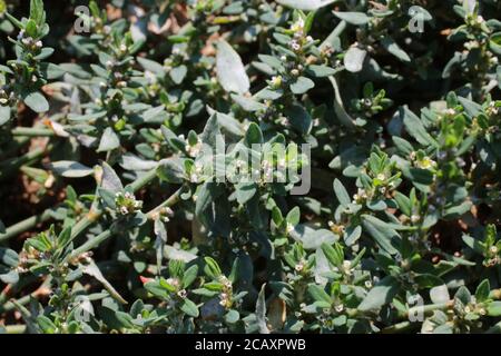 Polygonum aviculare, Knotgrass. Wildpflanze im Sommer erschossen. Stockfoto