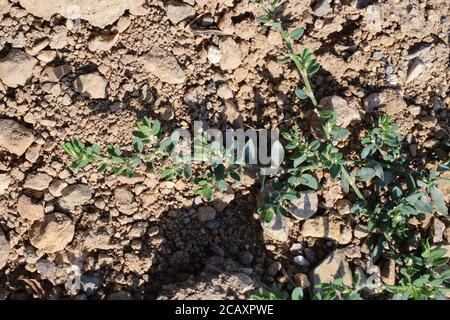 Polygonum aviculare, Knotgrass. Wildpflanze im Sommer erschossen. Stockfoto