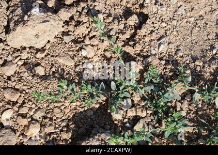 Polygonum aviculare, Knotgrass. Wildpflanze im Sommer erschossen. Stockfoto