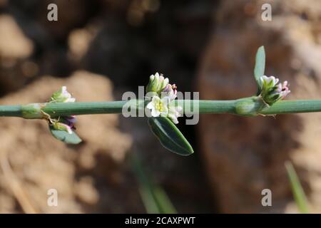 Polygonum aviculare, Knotgrass. Wildpflanze im Sommer erschossen. Stockfoto