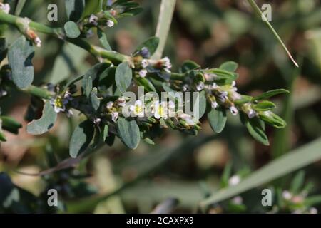 Polygonum aviculare, Knotgrass. Wildpflanze im Sommer erschossen. Stockfoto