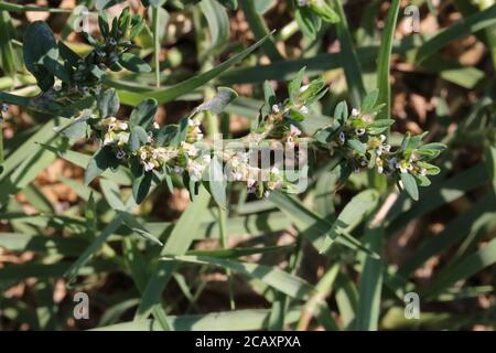 Polygonum aviculare, Knotgrass. Wildpflanze im Sommer erschossen. Stockfoto
