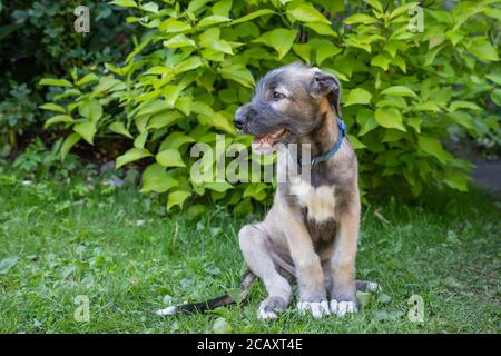 Welpe irish Wolfshund Hund auf der Wiese im Park während der morgendlichen Wanderung.Portrait ein schöner Wolfshund liegt im Gras. Stockfoto