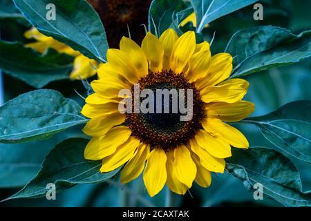 Sonnenblume Stockfoto