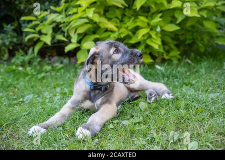 Welpe irish Wolfshund Hund auf der Wiese im Park während der morgendlichen Wanderung.Portrait ein schöner Wolfshund liegt im Gras. Stockfoto