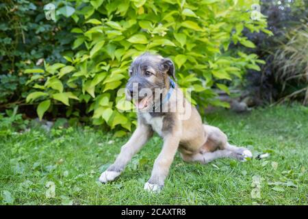 Welpe irish Wolfshund Hund auf der Wiese im Park während der morgendlichen Wanderung.Portrait ein schöner Wolfshund liegt im Gras. Stockfoto