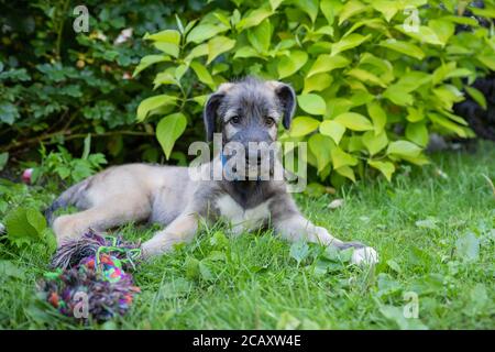 Welpe irish Wolfshund Hund auf der Wiese im Park während der morgendlichen Wanderung.Portrait ein schöner Wolfshund liegt im Gras. Stockfoto