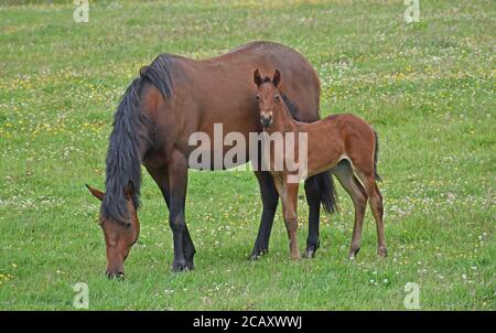 Kastanie Mare und Fohlen im Feld Stockfoto