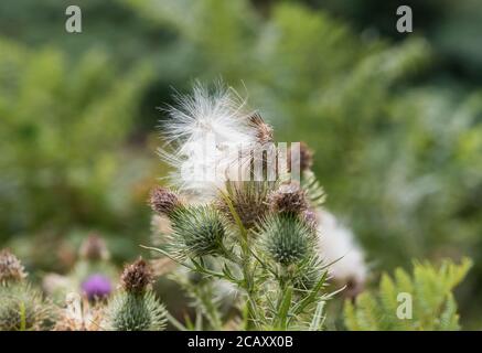 Speer Thistle (Cirsium vulgare) Samen Stockfoto