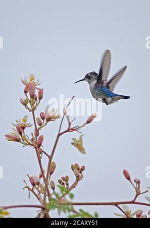 Bienenhummingbird (Mellisuga helenae) unreifes Männchen schwebt und füttert an Blüte, der kleinste Vogel der Welt, kubanische endemische Zapata-Halbinsel, Matanzas Prov Stockfoto