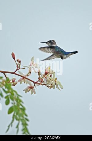 Bienenhummingbird (Mellisuga helenae) unreifes Männchen schwebt und füttert an Blüte, der kleinste Vogel der Welt, kubanische endemische Zapata-Halbinsel, Matanzas Prov Stockfoto