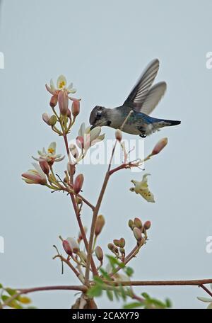 Bienenhummingbird (Mellisuga helenae) unreifes Männchen schwebt und füttert an Blüte, der kleinste Vogel der Welt, kubanische endemische Zapata-Halbinsel, Matanzas Prov Stockfoto