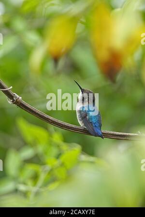 Bienenhummingbird (Mellisuga helenae) unreifes Männchen auf Weinrebe, der kleinste Vogel der Welt, kubanische endemische Halbinsel Zapata, Provinz Matanzas, Kuba Stockfoto