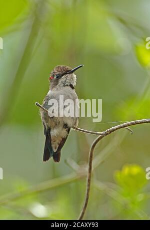 Bienenhummingbird (Mellisuga helenae) unreifes Männchen auf Zweig, der kleinste Vogel der Welt, kubanische endemische Halbinsel Zapata, Provinz Matanzas, Kuba Stockfoto