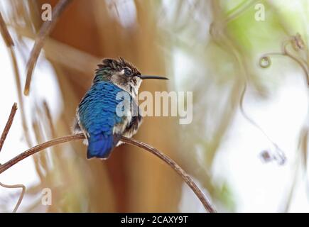 Bienenhummingbird (Mellisuga helenae) unreifes Männchen auf Weinrebe, der kleinste Vogel der Welt, kubanische endemische Halbinsel Zapata, Provinz Matanzas, Kuba Stockfoto