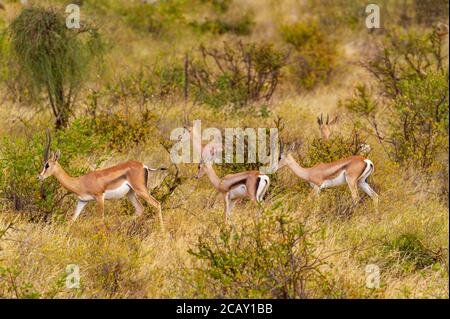 Thomson's Gazellen, 'eudorcas thomsonii' laufen im afrikanischen Busch, Samburu National Reserve, Kenia, Afrika. Herdengruppe von fünf Wildtieren Stockfoto