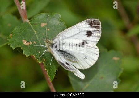 Grün-geädert Weißer Schmetterling, weiblich, Sommerbrut Stockfoto