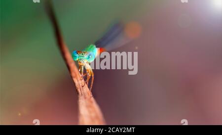 Mikroskopisch kleine Damselfliege, die auf einem Ast ruht, ist dieses graziöse Insekt wie die Libelle ein Odonata. Er hat große bunte facettierte Augen und einen langen Schwanz. Stockfoto