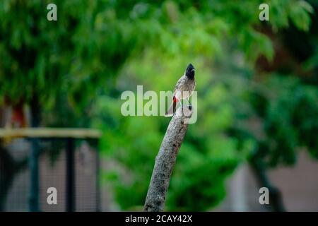 Der Rot-Belüftete Bulbul Stockfoto