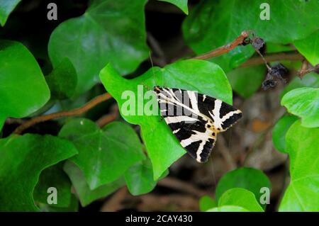 Portland. August 2020. Wetter in Großbritannien. Eine Jersey Tiger Moth (euplagia quadripunctaria) ruht im Schatten auf der Isle of Portland, wo die Temperaturen fast 30 Grad Celsius den ganzen Tag lagen. Quelle: stuart frartwell/Alamy Live News Stockfoto