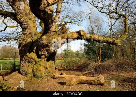 Cathedral Oak im Savernake Forest. Manchmal auch Millennium Oak genannt, wird angenommen, dass der Baum etwa 1,000 Jahre alt ist. Stockfoto