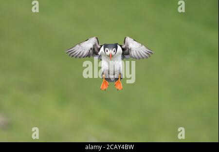 Atlantischer Papageientaucher im Flug, Hermaness, Unst, Shetland, Großbritannien Stockfoto