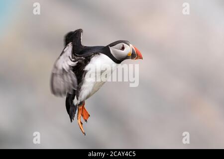 Atlantischer Papageientaucher im Flug, Hermaness, Unst, Shetland, Großbritannien Stockfoto