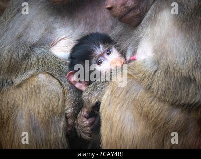 Ein Nahaufnahme Porträt eines bunten gelb weiß grau Affen Affe heiligen Pavian Papio hamadryas Primaten Familie männlich weiblich Kind Baby im Zoo sitzend, Th Stockfoto