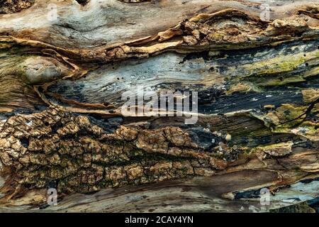 Baumrinde Detail, gefallener Baumstamm Stockfoto