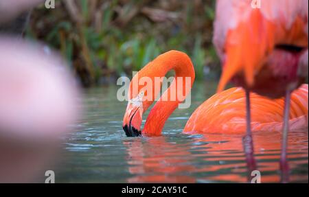 Flamingo Vogel Nahaufnahme Profilansicht, schönes Gefieder, Kopf, lange neg, Schnabel, Auge in seiner Umgebung und Umgebung mit Wasser Hintergrund, Spritzer i Stockfoto